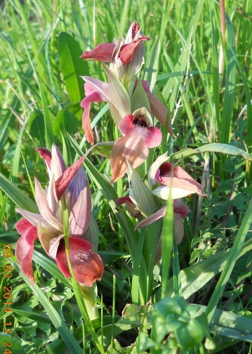 anacamptis morio